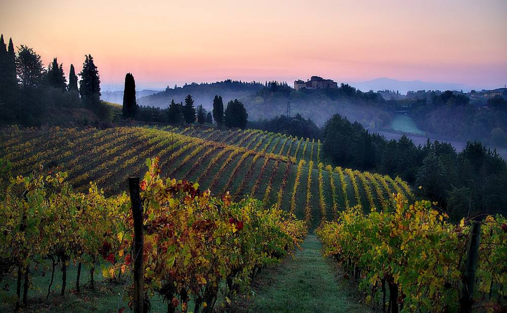 Vigneto in Toscana